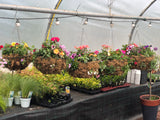 Woolley Moor Nurseries Moss Hanging Basket "Complete Mix" - 16" (40.1cm) - Woolley Moor Nurseries