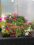Woolley Moor Nurseries Moss Hanging Basket "Complete Mix" - 20" (50.8cm) - Woolley Moor Nurseries