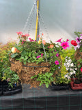 Woolley Moor Nurseries Moss Hanging Basket "Complete Mix" - 18" (45.8cm) - Woolley Moor Nurseries