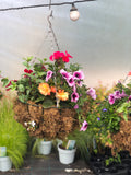 Woolley Moor Nurseries Moss Hanging Basket "Complete Mix" - 14" (35.5cm) - Woolley Moor Nurseries