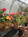 Woolley Moor Nurseries Moss Hanging Basket "Complete Mix" - 16" (40.1cm) - Woolley Moor Nurseries
