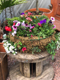 Woolley Moor Nurseries Moss Hanging Basket "Complete Mix" - 20" (50.8cm) - Woolley Moor Nurseries