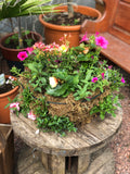 Woolley Moor Nurseries Moss Hanging Basket "Complete Mix" - 18" (45.8cm) - Woolley Moor Nurseries