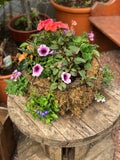 Woolley Moor Nurseries Moss Hanging Basket "Complete Mix" - 16" (40.1cm) - Woolley Moor Nurseries