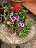 Woolley Moor Nurseries Moss Hanging Basket "Complete Mix" - 14" (35.5cm) - Woolley Moor Nurseries