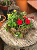 Woolley Moor Nurseries Moss Hanging Basket "Complete Mix" - 12" (30.5cm) - Woolley Moor Nurseries