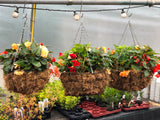 Woolley Moor Nurseries Moss Hanging Basket "Begonia Mixed" - 14" (35.5cm) - Woolley Moor Nurseries
