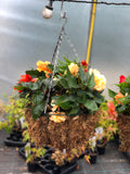 Woolley Moor Nurseries Moss Hanging Basket "Begonia Mixed" - 14" (35.5cm) - Woolley Moor Nurseries
