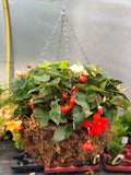 Woolley Moor Nurseries Moss Hanging Basket "Begonia Mixed" - 18" (45.8cm) - Woolley Moor Nurseries