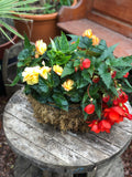 Woolley Moor Nurseries Moss Hanging Basket "Begonia Mixed" - 14" (35.5cm) - Woolley Moor Nurseries