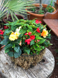 Woolley Moor Nurseries Moss Hanging Basket "Begonia Mixed" - 16" (40.1cm) - Woolley Moor Nurseries