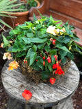 Woolley Moor Nurseries Moss Hanging Basket "Begonia Mixed" - 18" (45.8cm) - Woolley Moor Nurseries