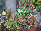 Woolley Moor Nurseries Moss Hanging Basket "Complete Mix" - 16" (40.1cm) (Autumn/Winter) - Woolley Moor Nurseries