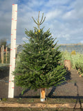 Friezeland Farm Pre order Christmas Tree! Nordman Fir (Only available for local deliveries) - Woolley Moor Nurseries