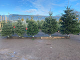 Friezeland Farm Pre order Christmas Tree! Nordman Fir (Only available for local deliveries) - Woolley Moor Nurseries