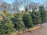 Friezeland Farm Pre order Christmas Tree! Nordman Fir (Only available for local deliveries) - Woolley Moor Nurseries