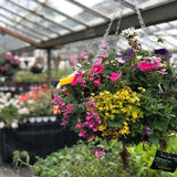 Woolley Moor Nurseries Moss Hanging Basket "Complete Mix" - 14" (35.5cm) - Woolley Moor Nurseries