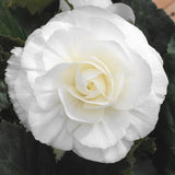 Woolley Moor Nurseries Begonia NonStop (Upright) "Mocca White" - 9cm x 3 Plants - Woolley Moor Nurseries