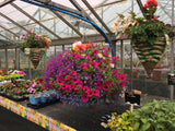 Woolley Moor Nurseries Moss Hanging Basket "Complete Mix" - 12" (30.5cm) - Woolley Moor Nurseries