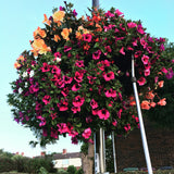 Woolley Moor Nurseries Moss Hanging Basket "Complete Mix" - 14" (35.5cm) - Woolley Moor Nurseries