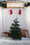Friezeland Farm Pre order Christmas Tree! Nordman Fir (Only available for local deliveries) - Woolley Moor Nurseries