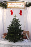 Friezeland Farm Pre order Christmas Tree! Nordman Fir (Only available for local deliveries) - Woolley Moor Nurseries