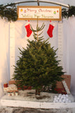 Friezeland Farm Pre order Christmas Tree! Nordman Fir (Only available for local deliveries) - Woolley Moor Nurseries