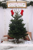 Friezeland Farm Pre order Christmas Tree! Nordman Fir (Only available for local deliveries) - Woolley Moor Nurseries