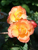 Woolley Moor Nurseries Begonia NonStop (Upright) "Sunset" - 9cm x 3 Plants - Woolley Moor Nurseries
