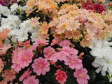 Woolley Moor Nurseries Lewisia "Elise Mix" - 9cm x 3 Plants - Woolley Moor Nurseries