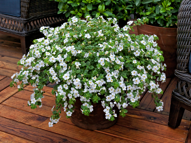 Trailing Bacopa – Woolley Moor Nurseries