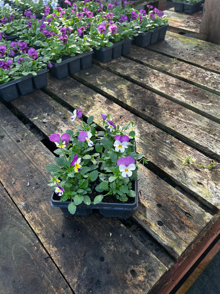 Bedding Viola "White with Violet Wing" - 6 Pack