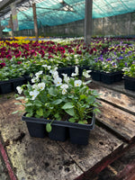 Bedding Viola "White" - 6 Pack