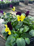 Bedding Viola "Yellow with Purple Wing" - 6 Pack