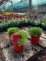 Woolley Moor Nurseries Saxifraga "Lofty Dark Rose Shades" - 9cm Pot x 3 Plants - Woolley Moor Nurseries