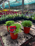 Woolley Moor Nurseries Saxifraga "Lofty Dark Rose Shades" - 9cm Pot x 3 Plants - Woolley Moor Nurseries