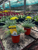 Woolley Moor Nurseries Achillea 'Desert Eve Light Yellow' - 9cm Pot x 3 Plants - Woolley Moor Nurseries