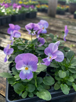 Bedding Viola "Pink Lavender" - 6 Pack