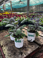 Woolley Moor Nurseries Salvia officinalis 'Purpurascens' (Sage) - 9cm Pot x 3 Plants (Copy) - Woolley Moor Nurseries