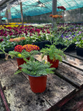 Woolley Moor Nurseries Achillea 'Desert Eve Red' - 9cm Pot x 3 Plants - Woolley Moor Nurseries