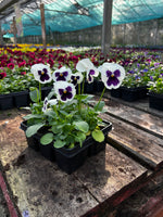 Woolley Moor Nurseries Bedding Pansy "White Blotch" - 6 Pack - Woolley Moor Nurseries