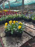 Woolley Moor Nurseries Bedding Viola "Yellow" - 6 Pack - Woolley Moor Nurseries