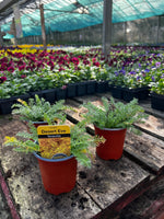 Woolley Moor Nurseries Achillea 'Desert Eve Teracotta' - 9cm Pot x 3 Plants - Woolley Moor Nurseries