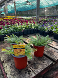 Woolley Moor Nurseries Achillea 'Desert Eve Teracotta' - 9cm Pot x 3 Plants - Woolley Moor Nurseries