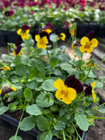 Woolley Moor Nurseries Bedding Viola "Red Wing" - 6 Pack - Woolley Moor Nurseries