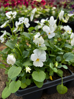 Bedding Viola "White" - 6 Pack