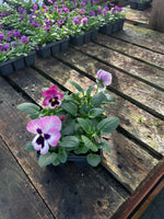 Bedding Pansy "Pink Blotch" - 6 Pack