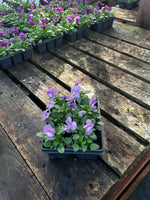 Bedding Viola "Pink Lavender" - 6 Pack