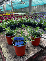 Woolley Moor Nurseries Lithodora diffusa 'Sky Blue' - 9cm Pot x 3 Plants - Woolley Moor Nurseries