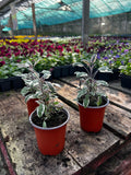 Woolley Moor Nurseries Salvia officinalis 'Tricolor' (Sage) - 9cm Pot x 3 Plants - Woolley Moor Nurseries